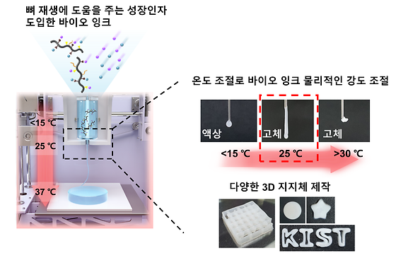 뼈 재생에 도움을 주는 성장인자 도입한 바이오 잉크 / 온도 조절로 바이오 잉크 물리적인 강도 조절 / 다양한 3D 지지체 제작