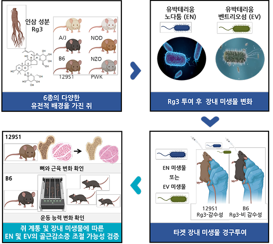 [그림 1] 장내 미생물과 유전자에 따라 달라지는 골근감소증 치료 효과