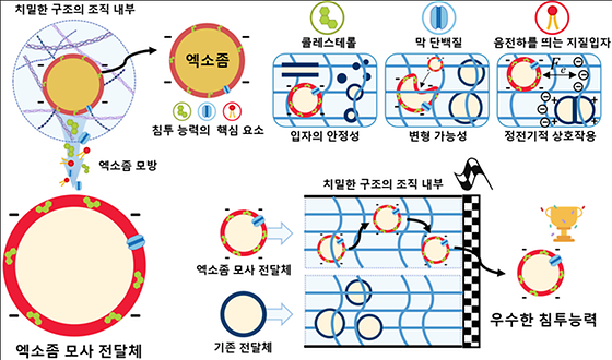 [그림 1 엑소좀 모사 전달체의 개발 모식도]치밀한 구조의 조직 내부를 자유롭게 이동하는 엑소좀의 특별한 수송능력을 모사한 엑소좀 모사 전달체. 엑소좀의 조직 침투 능력을 모사할 수 있는 3가지 핵심 요소를 사용했으며, 결과적으로 우수한 조직 침투 능력을 가진 입자를 성공적으로 개발하였다.